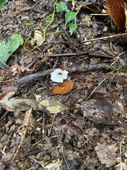 Leucocoprinus brebissonii