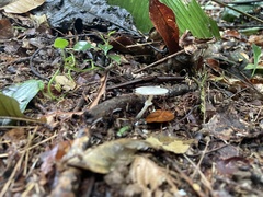 Leucocoprinus brebissonii