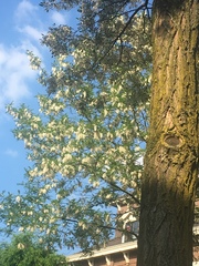 Robinia pseudoacacia