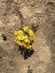 Eriophyllum wallacei