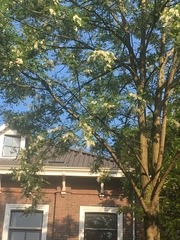 Robinia pseudoacacia