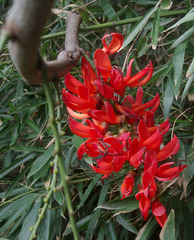 Mucuna novoguineensis