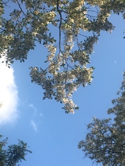 Robinia pseudoacacia