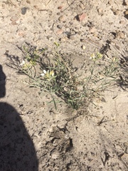 Nerisyrenia linearifolia