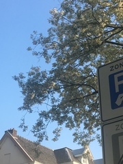 Robinia pseudoacacia