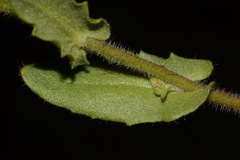 Paysonia perforata