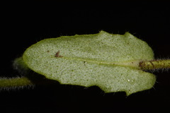 Paysonia perforata