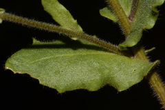 Paysonia perforata