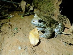 Leptodactylus paraensis
