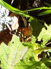Anthanassa texana seminole