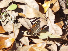 Anthanassa texana seminole