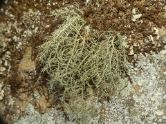 Usnea subscabrosa