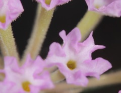 Abronia angustifolia