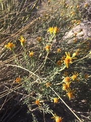 Pseudoclappia arenaria