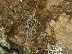 Usnea subscabrosa