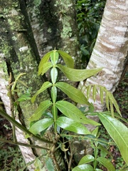 Magnoliopsida