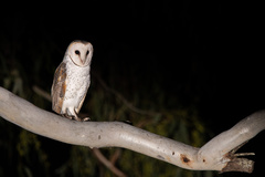 Tyto alba delicatula