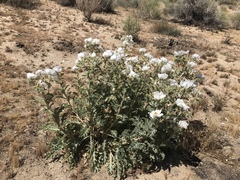 Argemone munita