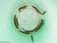 Rhectocraspeda periusalis