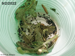 Rhectocraspeda periusalis