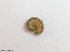 Rhectocraspeda periusalis