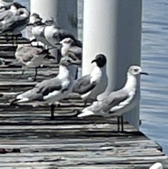 Leucophaeus atricilla