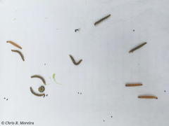 Rhectocraspeda periusalis