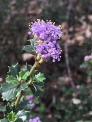 Ceanothus sonomensis