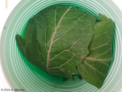 Rhectocraspeda periusalis