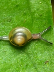 Euconulus