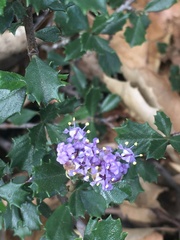 Ceanothus sonomensis