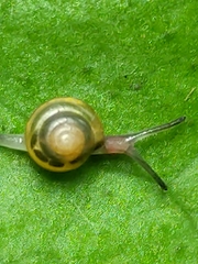 Euconulus