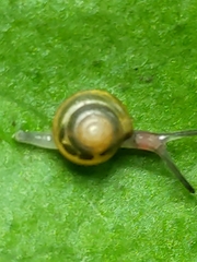 Euconulus