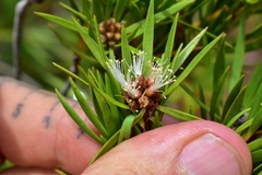 Melaleuca brongniartii