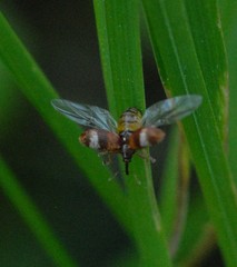 Anthonomus pedicularius