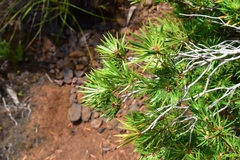 Melaleuca brongniartii