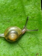 Euconulus