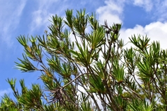 Melaleuca brongniartii