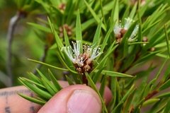 Melaleuca brongniartii