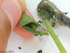 Rhectocraspeda periusalis