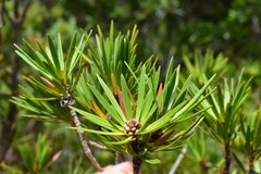 Melaleuca brongniartii