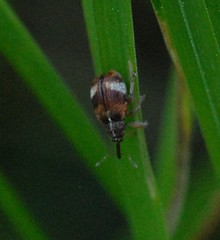 Anthonomus pedicularius