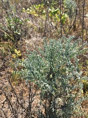 Astragalus nevinii