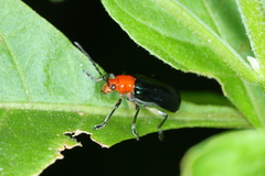 Lema apicalis