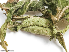 Rhectocraspeda periusalis