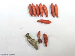 Rhectocraspeda periusalis