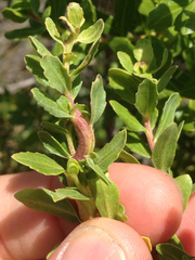 Rhopalomyia baccharis
