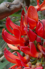 Mucuna novoguineensis