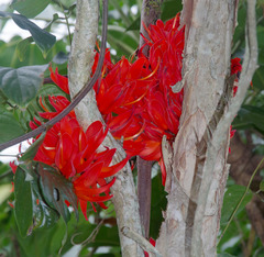 Mucuna novoguineensis