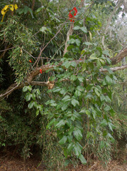 Mucuna novoguineensis